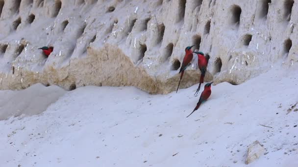 Beautiful Red Carmine Bee Eater Birds Cliffside Burrows — 图库视频影像