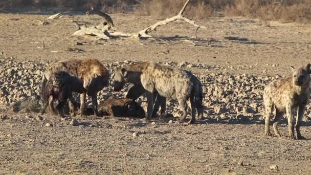 Clan African Spotted Hyenas Scavenge Carrion Bright Sunshine — Vídeo de stock