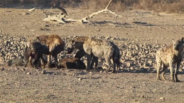 Clan African Spotted Hyenas Scavenge Carrion Bright Sunshine — Stockvideo