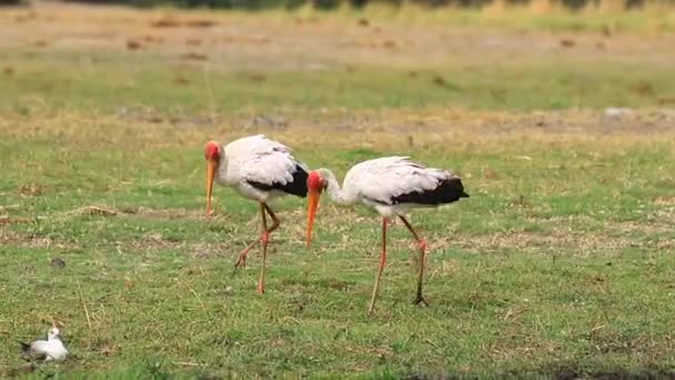 Pair African Yellow Billed Storks Seem Play Savanna — 图库视频影像