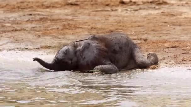 Cute One Day Old Baby Elephant Drinks Water River Edge — Stockvideo