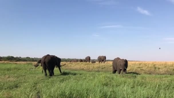 Wide Pan Herd Elephants Chobe River Africa — Vídeo de Stock