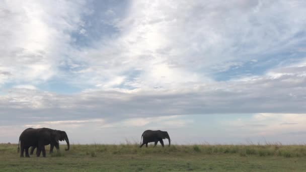 African Elephant Walks Quickly Expansive Low Grassland Scene — Stock Video