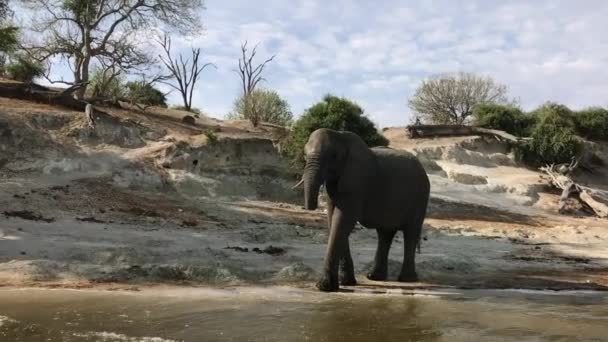 Large Adult African Elephant Stands Riverside Drink Water — Stockvideo