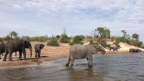 African Elephant Drinks River Herd Mills Nearby — 图库视频影像