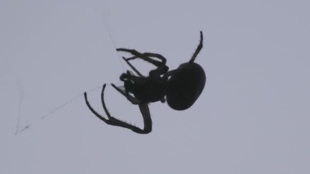 Black Spider Making More Felxible Cobweb — Video Stock
