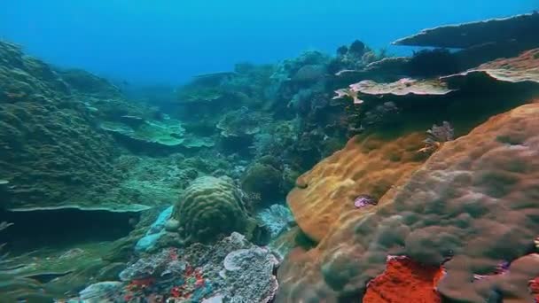 Beautiful Coral Garden Big Coral Structures Soft Corals Waving Surge — Wideo stockowe