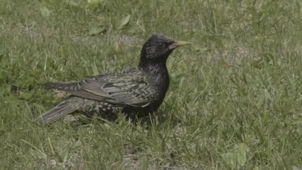 Ordinary Black Thrush Bird Discovering His Green Environment Looks Everywhere — Stok video