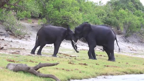 Two African Bush Elephants Grapple Dominance Chobe River — Stock Video