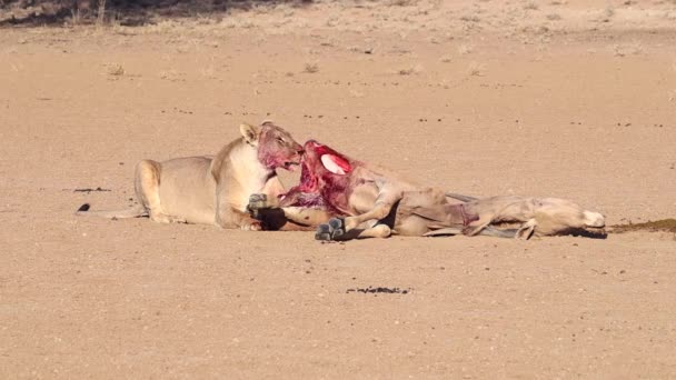 Graphic Bloody African Lion Licks Recently Killed Eland Antelope — Wideo stockowe