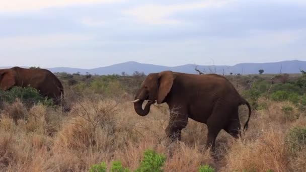 Elephants Powerlines Cross Thanda Private Reserve Savanna — Stock Video