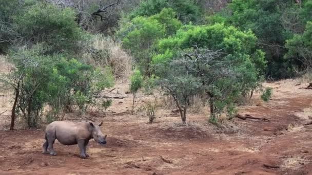 Cute Baby White Rhino Stands Cautiously Clearing Bush — Vídeo de stock