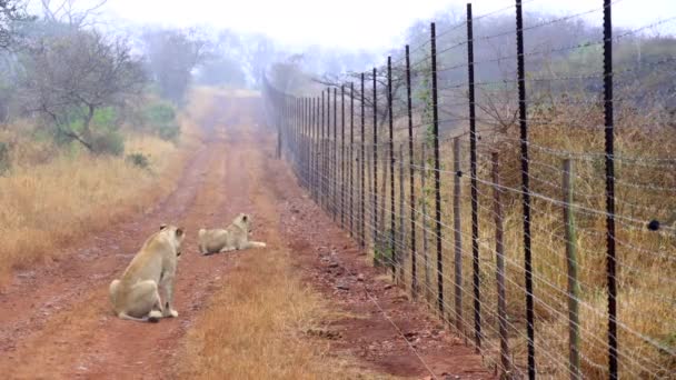 Two African Lions Relax Fence Line Road Misty Morning Thanda — Vídeos de Stock