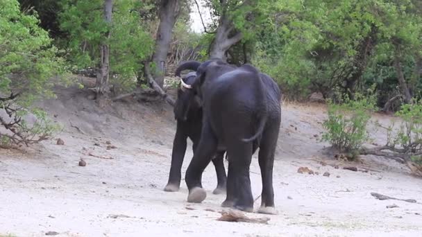 Two African Bush Elephant Bulls Grapple Dominance Rivershore — Vídeos de Stock