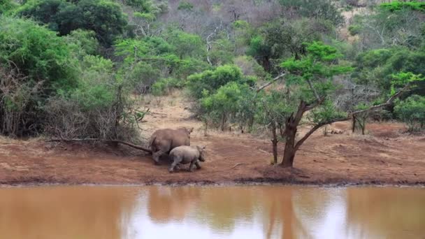 Mother Her Juvenile White Rhinoceros Walk Muddy Pond — Stock Video