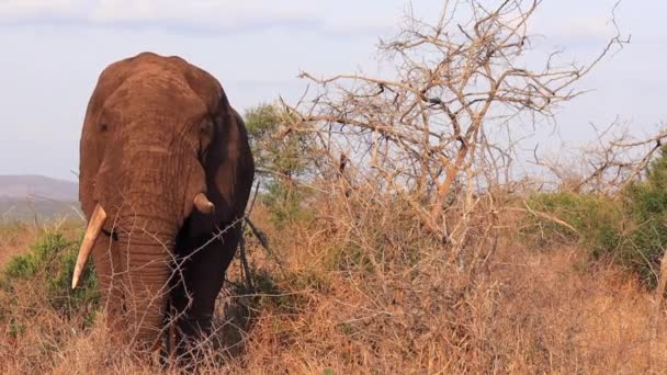 Elephant Misshaped Tusk Keeps Wary Eye Safari Photographers — Stock Video