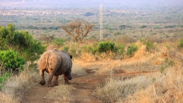 Dehorned White Rhinoceros Walks Road Thanda Private Reserve — Stockvideo