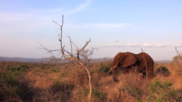 Elephant Misshaped Tusk Eats Thorny Bushes Thanda Savanna — Stock Video