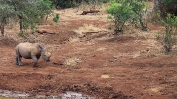 Young White Rhinoceros Comes Muddy Pond Drink Thanda Reserve — Stock Video