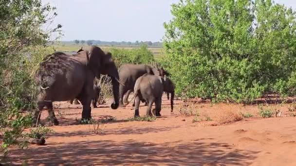 Herd Adult Baby African Bush Elephants Walks Chobe River — Stockvideo