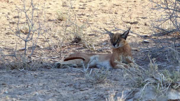 Large Caracal Cat Relaxes Shade Avoid Harsh Kalahari Sun — Vídeos de Stock