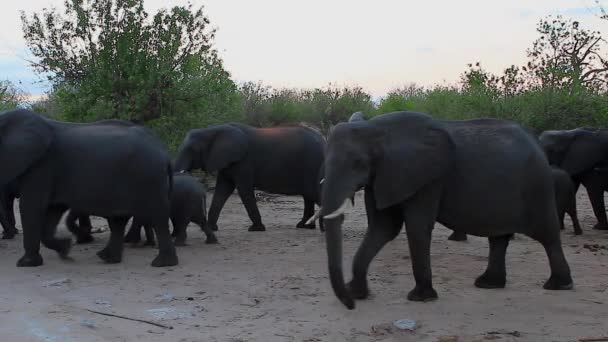 Herd African Bush Elephants Walks Sandy Chobe Savanna — Vídeo de Stock