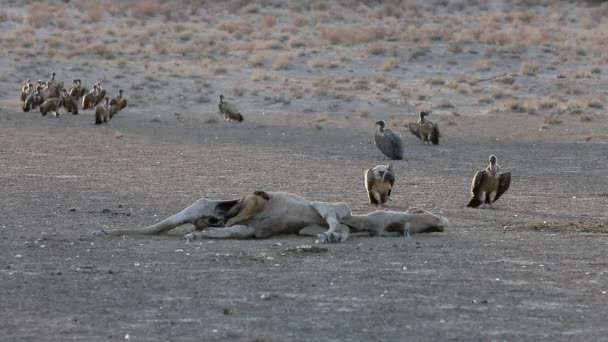 Jackal Scavenges Deep Eland Carcass Vultures Nearby — стоковое видео