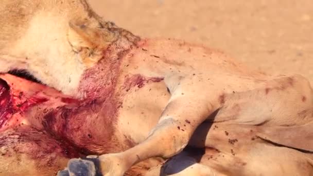 Graphic Bloody African Lion Head Carcass Epic Close — Stockvideo