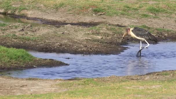 Marabou Stork Explores Shallow Water Savanna Chobe Botswana — Video Stock