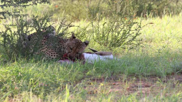 Graphic Mature Kalahari Cheetah Eats Recently Killed Springbok — Video Stock