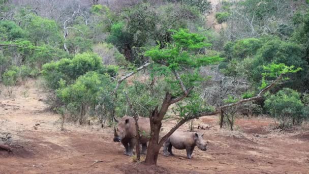 Mother Her Juvenile White Rhinoceros Cautious Predators — ストック動画