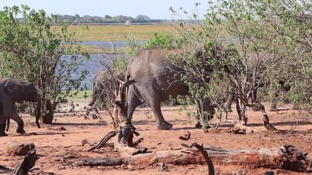 Herd African Bush Elephants Walks Chobe River — стокове відео