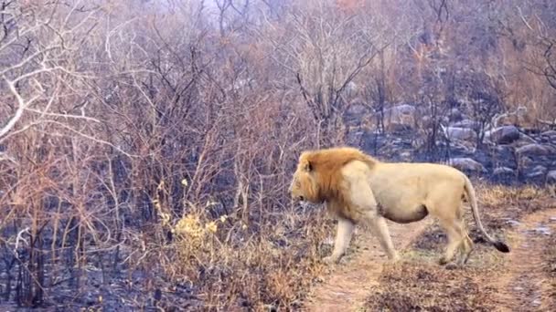 Large Male African Lion Walks Road Area Recent Fire — Stockvideo