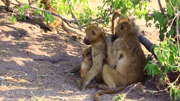 Adult Chamca Baboon Grooms Mate Shade While Family Plays Nearby — Stockvideo