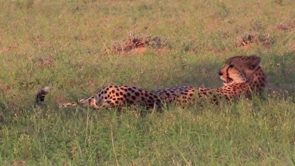 Mature Cheetah Lies Shade Savanna Panting Dry Heat — стоковое видео