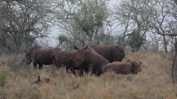 Crash White Rhinos Relax Tall Grass Thanda Private Reserve — ストック動画