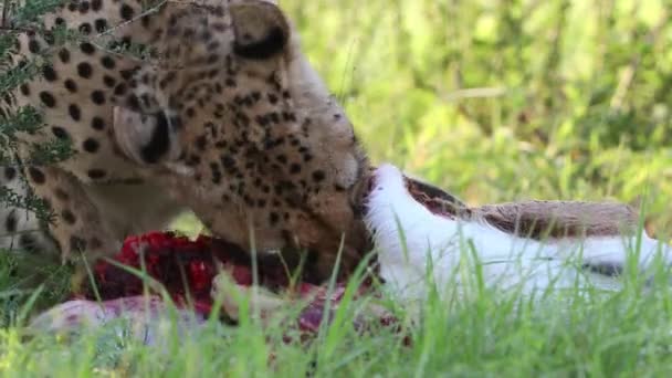 Graphic Close Mature Kalahari Cheetah Eating Springbok Antelope — стоковое видео