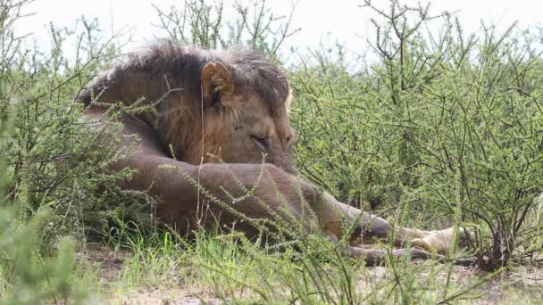 Male African Lion Facial Scars Grooms Himself Kalahari — Vídeo de Stock