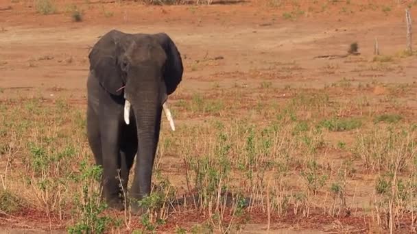 Iconic African Bush Elephant Walks Slowly Camera Posing — Stock Video