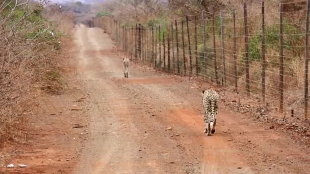 Two African Cheetahs Walk Roadside Fence Thanda Reserve — Stockvideo