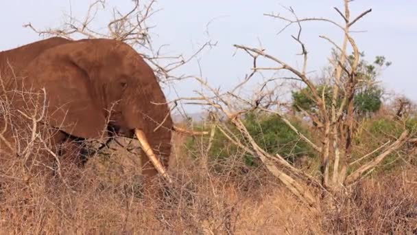 Elephant Misshaped Tusk Eats Branches Arid Thanda Landscape — 图库视频影像