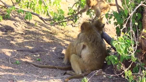 Young Yellow Baboons Play While Adult Grooms Another Shade — Vídeo de stock