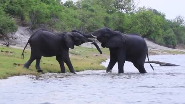 Two Grappling African Bush Elephants Emerge Chobe River — Stock Video