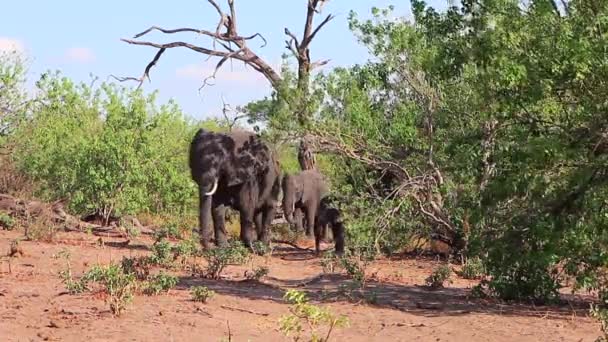 Herd African Bush Elephants Walks Out Bush Clearing — 图库视频影像