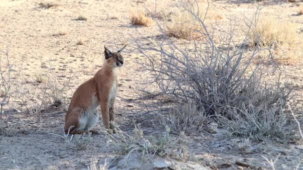 Large Caracal Cat Sits Shade Small Bush Kalahari — Vídeos de Stock