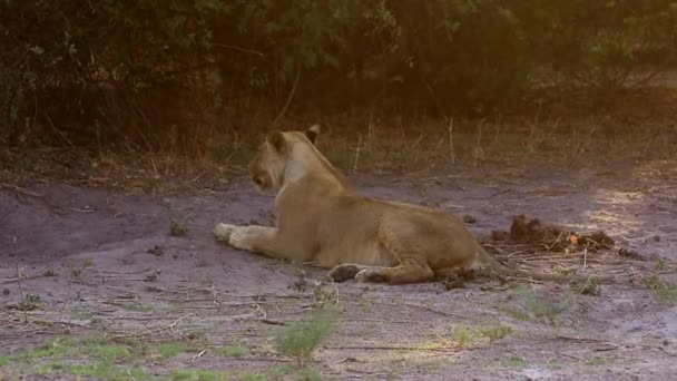 African Lion Rises Mid Day Nap Avoid Windy Sand Storm — Αρχείο Βίντεο