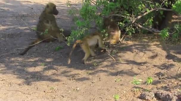 Two Young Chamca Baboons Play Small Infant Troop — Vídeo de stock