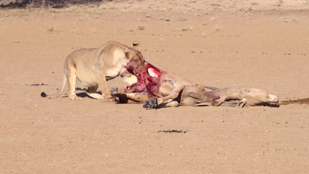 Graphic Bloody African Lion Drags Recently Killed Eland Antelope — Vídeos de Stock