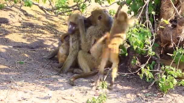 Adult Chamca Baboon Grooms Mate Shade While Infants Play Nearby — Video Stock