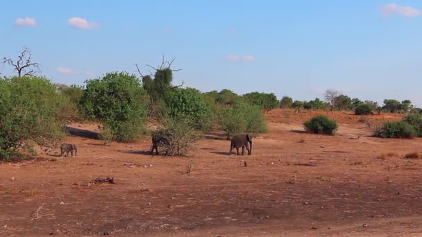 Small Baby Bush Elephant Runs Catch Its Mom Heat Shimmer — Stok video